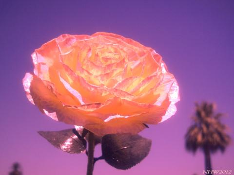 slideshow